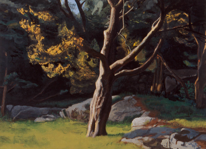 Juniper Tree – Late Afternoon, 2001, oil on canvas, 52 ½ x 69 ½ in.  